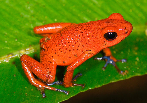 Strawberry poison-dart frog